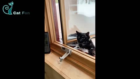 Funny cat videos 😹 funny cats video cute cat 😻