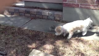 Dog befriends a baby rabbit!
