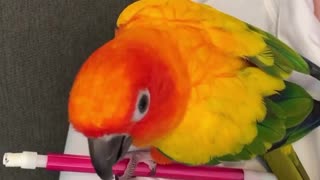 Parrot Doesn't Want to Give Up His Pencil