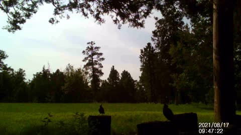 Birds Eating Seeds on Stumps in the Wind. ASMR!