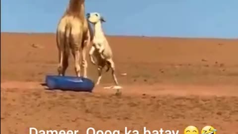 Donkey and camel funny fight