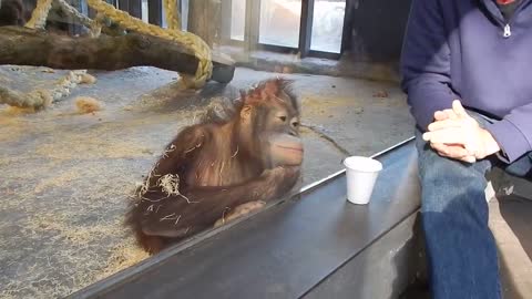 Monkey sees a magic trick and you will be surprised by his reaction