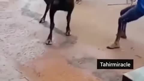 Animal attack video