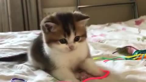 Cute Baby cat jumping on hand 🧤