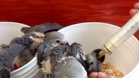 Gris D_Afrique Bebe Baby African Grey