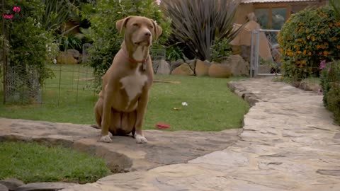 Dog Barks At Babysitter, So Mom Hides Camera In Hair