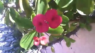 Crown of thorns, a beautiful plant that have thorns and flowers [Nature & Animals]