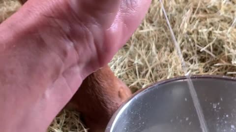 Another look at hand position for hand milking