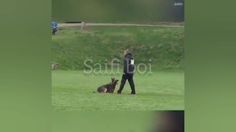 Best trained german shepherd (dog)