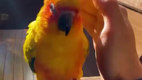 A Special Moment 🦜 For Me | Parrot Lover | Parrot Hugging to Me | Parrot Love with Human