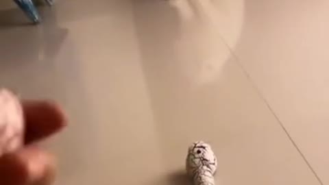 Cat:( Snake prank ) video