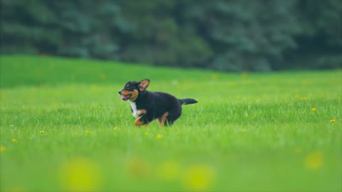 Dog running with high speed