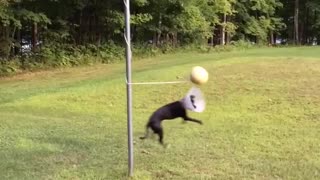 Black dog in cone playing tetherball