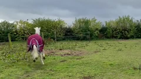 Crazy pony#equestrian #equitation #cheval #poney #crazy #animals