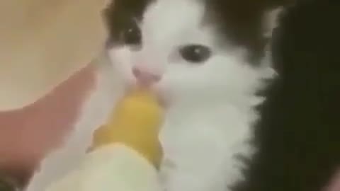 Cat suckles its milk