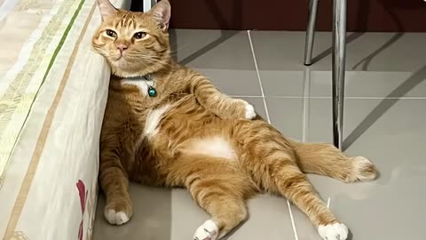 Hilarious CATS being Incredibly Silly to make you Laugh - New Funny Cat Videos..