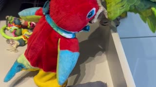 Parrot Plays With Talking Toy