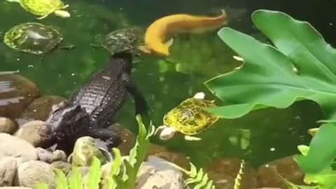 Unbelievable Crocodile_ Arowana and Turtle Live in Pond Toge