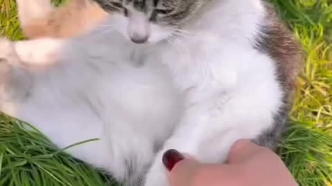Kittecat Video And Cute Cat Video