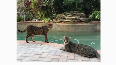 Savannah Cat 101 : Breed & Personality