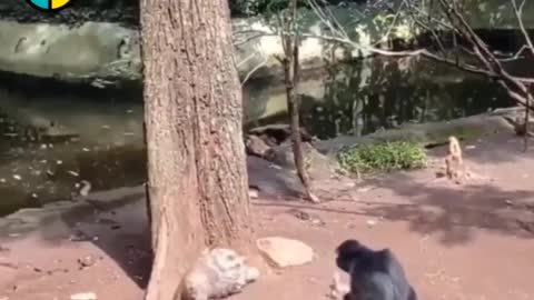 Chimpanzee and Porcupine fun🤣