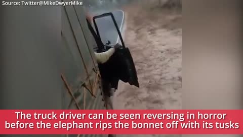 Viral video: Angry elephant chases lorry, rips off bonnet in Karnataka [dog]
