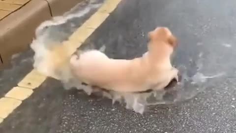 Look at this adorable dog, he really enjoy the rain I love to join him and play!