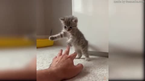 Best Of Baby Cat Videos | Sooo Cute