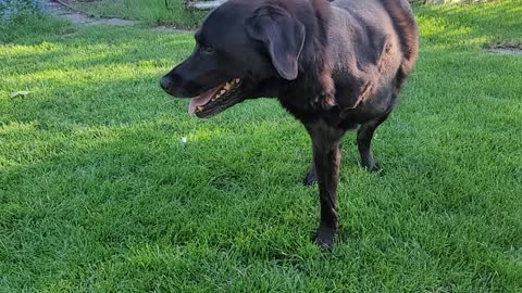 Wonderful Tri-Pawed Doggy Learns to Lie Down