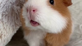 Guinea Pig Loves Tomatoes