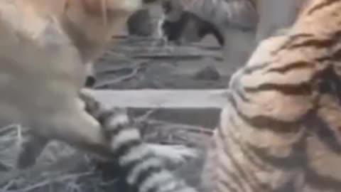 Dog vs tiger