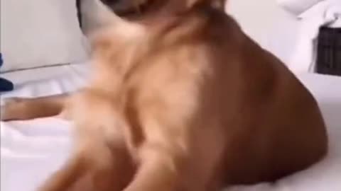 Funny pet #dog #petlover #funnyvideos #funny #pet