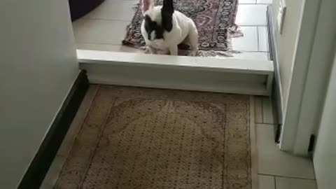 French Bulldog thwarted by tiny barrier