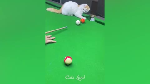 OMG beautiful Funny cat video 😍😍