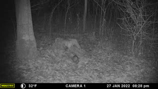 I have no idea what these critters are digging up