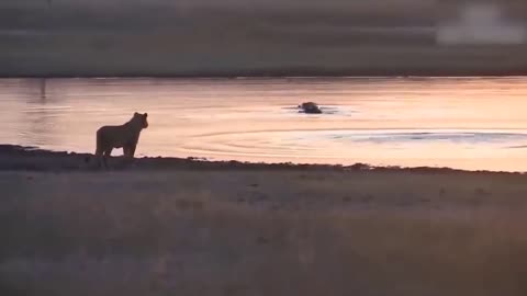 Lion's Failed Hunt Is Prevented By Hippo - Great Battle Of Lion Attack Hippo-16