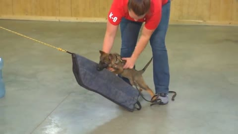 Super Power Puppy "Irma" 11 Wks German Shepherd Sable Early Personal Protection Development Dog Sale