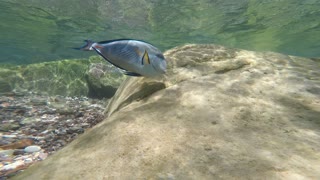 Fish swim in the Red Sea, colorful fish, Eilat Israel 6