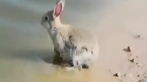 Funny and cute baby bunny rabbit