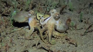 Octopus Versus Octopus