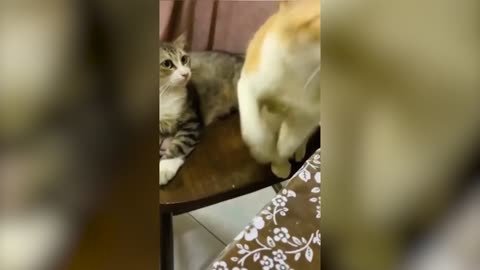 A cat that plays tricks on friends