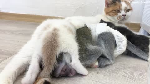 Mom_cat_woke_up_adopt_baby_monkey_susie