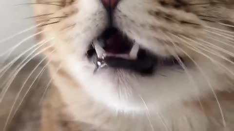 Kitten meowing to attract cats