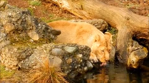 This lion drinks strangely