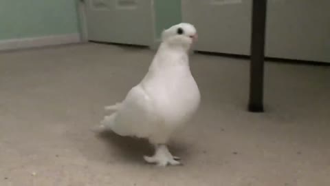 Pet pigeon puts himself to bed smart