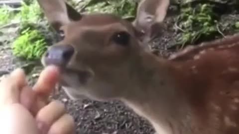 🐶 Funny | Hey There, Lil' Buddy: Want Some Feed? | FunFM