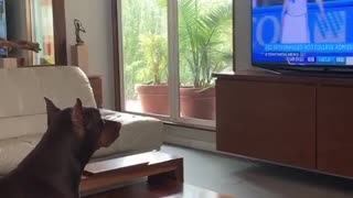 Dog watches the news