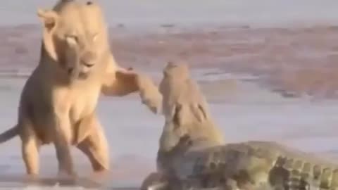 Lion vs crocodile 🐊