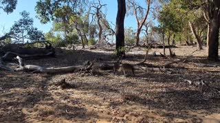 Kangaroos In My Local Park Today