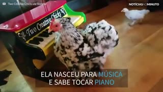 Galinha mostra seu talento tocando piano